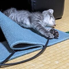 子猫ちゃんの里親さんを探しています。