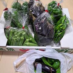 お昼収穫野菜セット価格