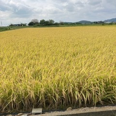 新米　令和5年度産コシヒカリ　玄米　３０キロ　佐野市産