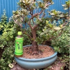 盆栽5鉢【一鉢から値段応相談】