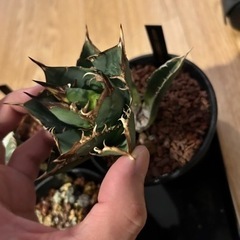 アガベチタノタ　胴切り一覧