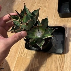 アガベチタノタ　胴切り一覧