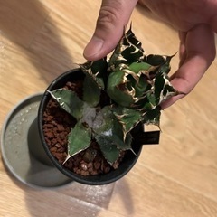 アガベチタノタ　胴切り一覧