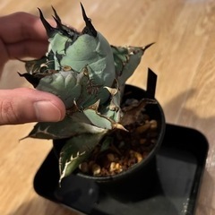 アガベチタノタ　胴切り一覧