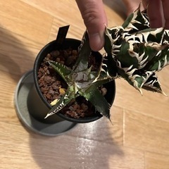 アガベチタノタ　胴切り一覧