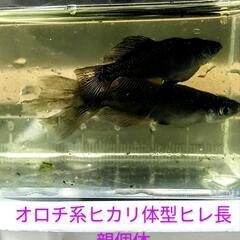 めだか 【オロチ系ヒカリ体型】若魚　5匹　