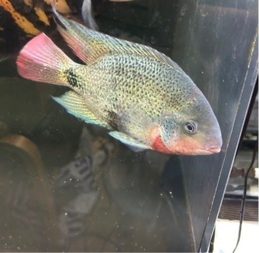 熱帯魚 シクリッド ″ヴィエジャ マクリカウダ″