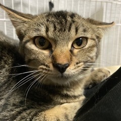 野良猫　子猫2匹