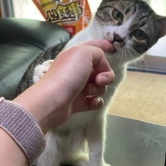 保護猫　オス　白キジ