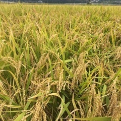 令和5年菊鹿米 無農薬栽培、減農薬栽培。玄米30kg