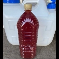 ベランダ飼育中の金魚（らんちゅう４匹）