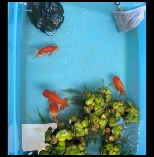 ベランダ飼育中の金魚（らんちゅう４匹）