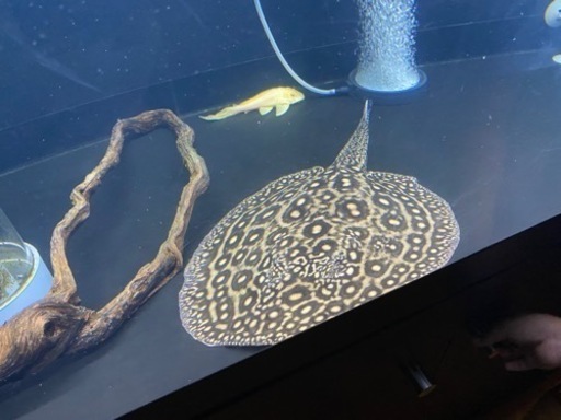 ブラジルモトロ　35000
