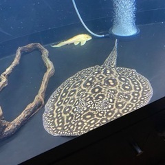 ブラジルモトロ 35000