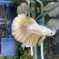 ベタ　betta ハーフムーン　オス1匹　ゴールデンドラゴン