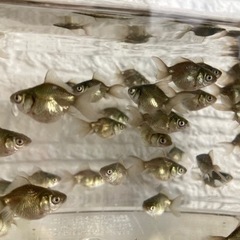 NO.2【15匹500円】金魚　7月孵化　オランダ獅子頭　稚魚