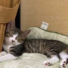 甘えん坊のキジトラ子猫の里親募集 - 桐生市