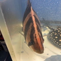 ダトニオ 熱帯魚 腹巻きバンド