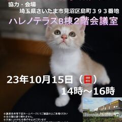 10/15（日）さいたま市ハレノテラス保護猫譲渡会の画像