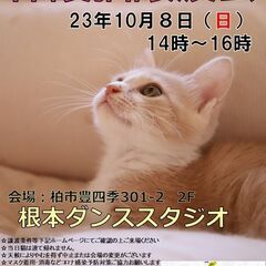 １０/８（日）☆猫カフェ風☆根本ダンススタジオ保護猫譲渡会