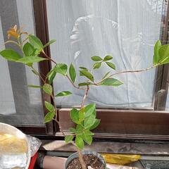 イエローバナナ　グァバの苗 鉢植え 高さ 50cm ほど