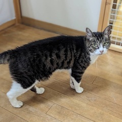 大人猫さんとゆったり過ごしたい方にぴったり♪