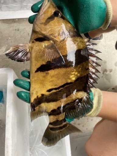 ダトニオ約33センチ