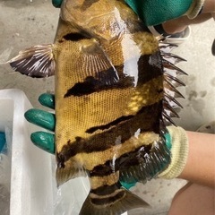 ダトニオ約33センチ