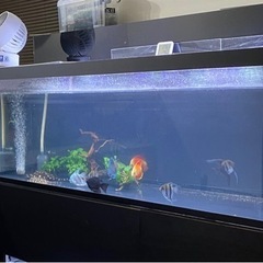 1800水槽 商談中