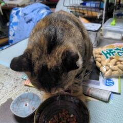 人馴れした保護ネコの女の子 − 高知県