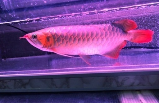 熱帯魚　アジア