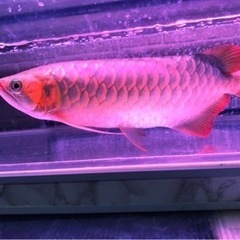 熱帯魚　アジア