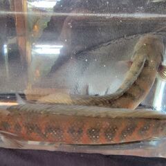 スーパーレッドコウタイ飼い込み 個体 28cm ぐらい 多分 ペアになって