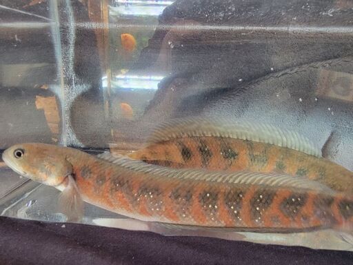 スーパーレッドコウタイ飼い込み 個体 28cm ぐらい 多分 ペアになってます アクアリウム 古代魚 ポリプテルス アロワナ スネークヘッド ライト