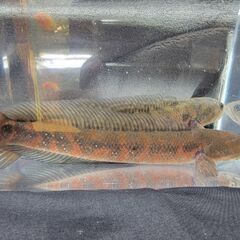 スーパーレッドコウタイ飼い込み 個体 28cm ぐらい 多分 ペアになって