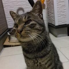 猫を保護しました。黒磯業務スーパー裏