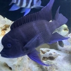 フロントーサMOBA WILD 23㎝ アフリカンシクリッド