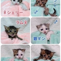 まだミルクの6赤ちゃん猫です❤️