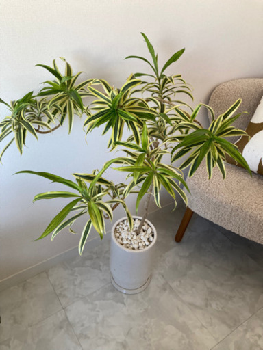 IDEE 観葉植物
