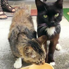 2匹の若い保護猫の里親募集！