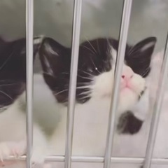 生後1ヶ月くらいの赤ちゃん猫♡