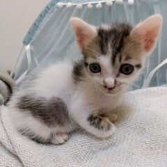 きじしろ子猫里親さん募集します