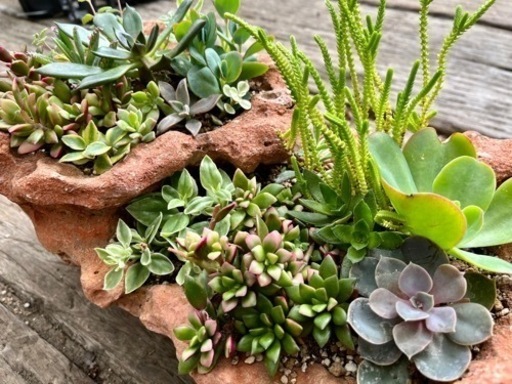 多肉植物寄せ植え 容器代以下！