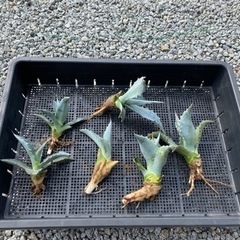 植物　アガベ　アオノリュウゼツラン　　子株