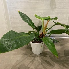 観葉植物　オーガスタ