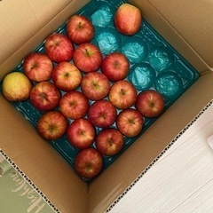 サンつがる　りんご8個