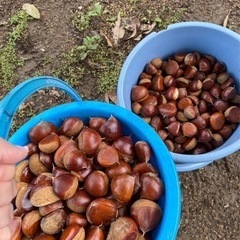 栗🌰キャンセルが出た為残り100個　最後のお一人になります☺︎