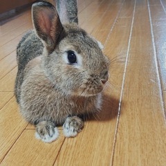 問い合わせ中…ネザーランドドワーフ女の子