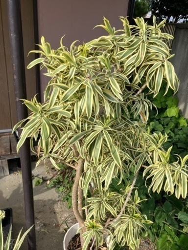観葉植物