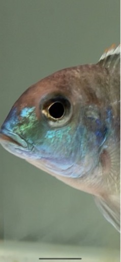 アフリカンシクリッド Lethrinops spec. red cap Tanzania10〜11㎝